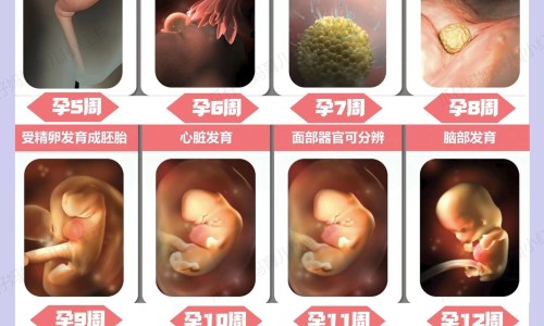 孕晚期营养补充要点-孕晚期的营养网孕晚期的营养要点知识网站,分享孕晚期的营养需求大全